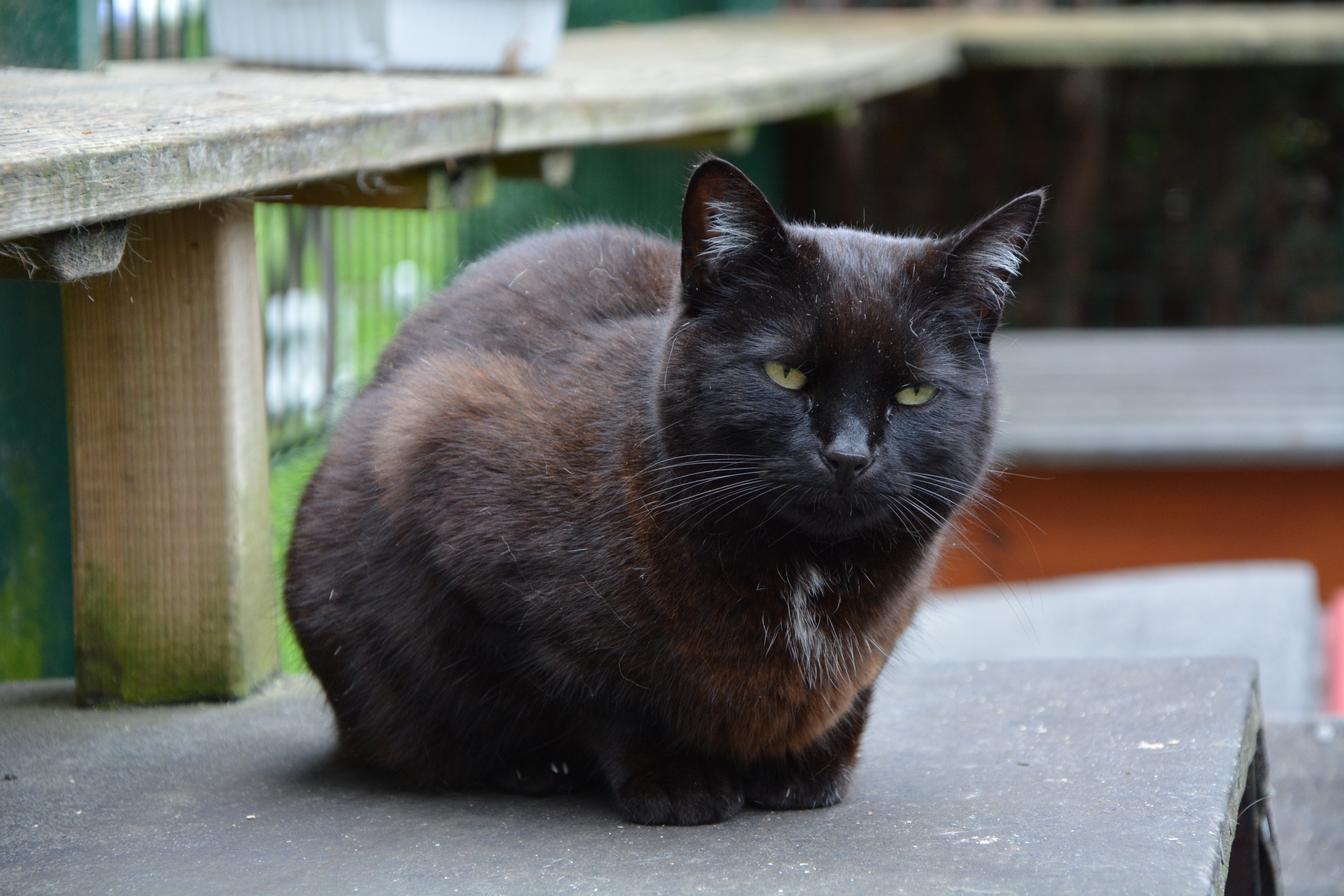 Loona im Außengehege der Katzenhilfe Karlsruhe e.V. in Neureut.
Gut zu erkennen sind die weißen/silbernen Ohrpuschel und Brusthaare. Je nach Lichteinfall wirkt ihr schwarzes Fell leicht rötlich/rostbraun.