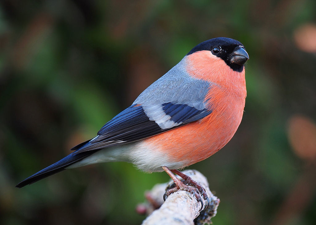 Bei der Vogelschau werden verschiedene Vogelarten gezeigt: Hier ein Dompfaff.