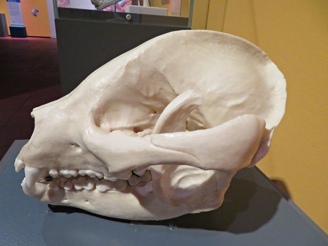 Schädel eines großen Pandas | Foto: Brigitte Melder