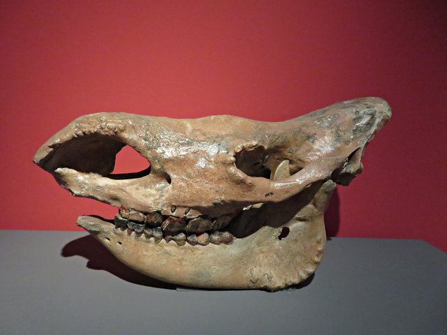 Schädel eines Wollhaarnashorns | Foto: Brigitte Melder