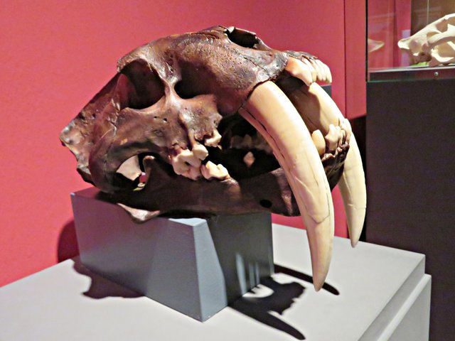 Schädel einer Säbelzahnkatze | Foto: Brigitte Melder