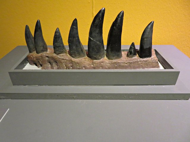 Kieferfragment eines T-Rex | Foto: Brigitte Melder