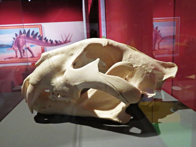 Schädel eines Tigers | Foto: Brigitte Melder