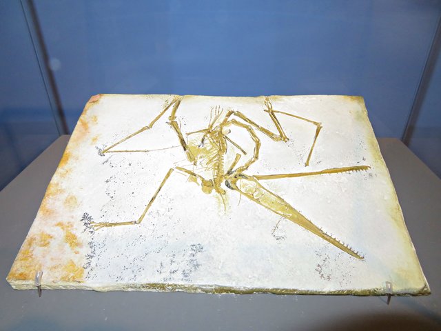 Fossil eines Flugsauriers | Foto: Brigitte Melder