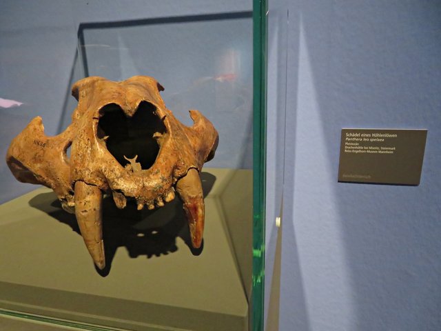 Schädel eines Höhlenlöwen | Foto: Brigitte Melder