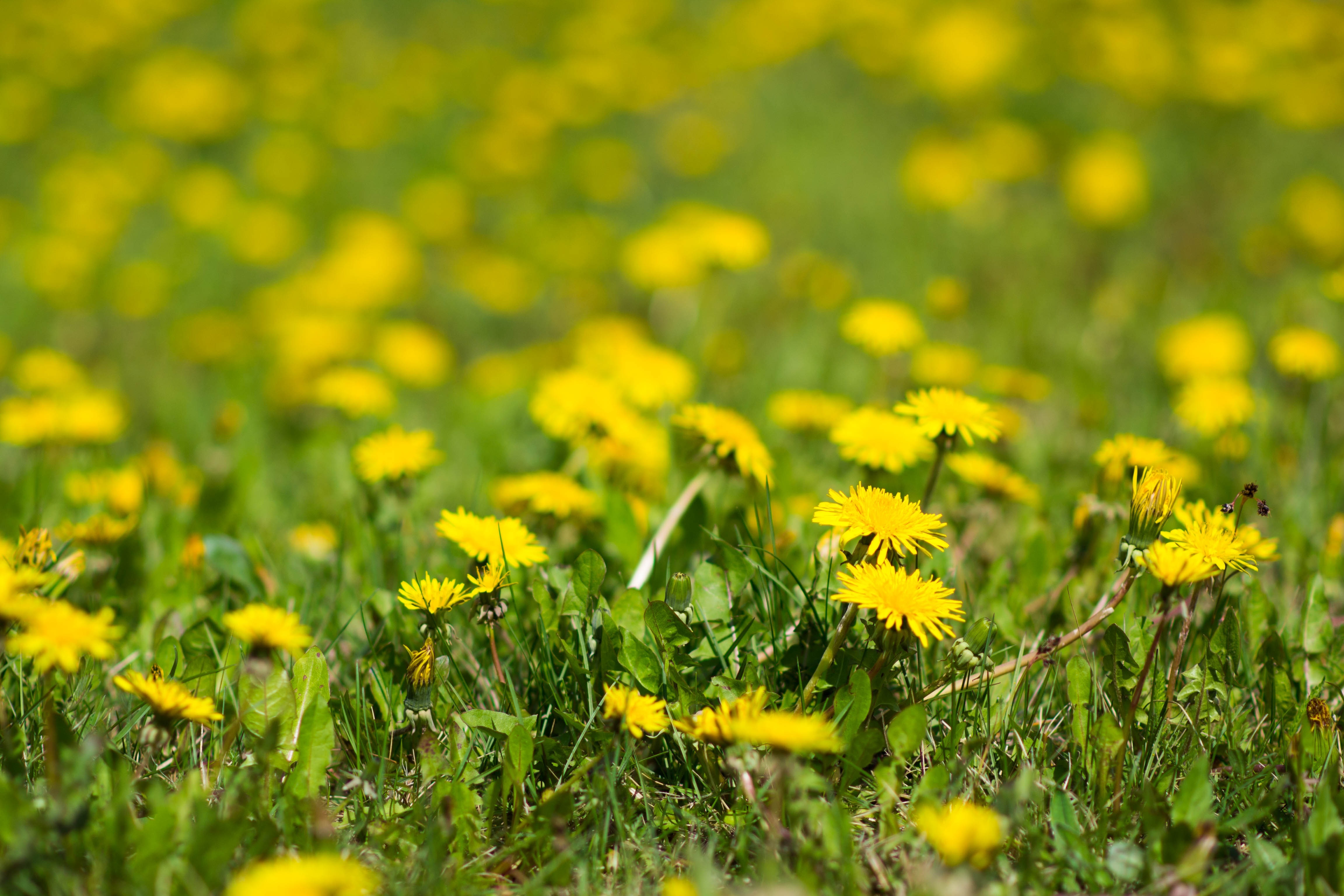 Symbolbild (Foto: pixabay)