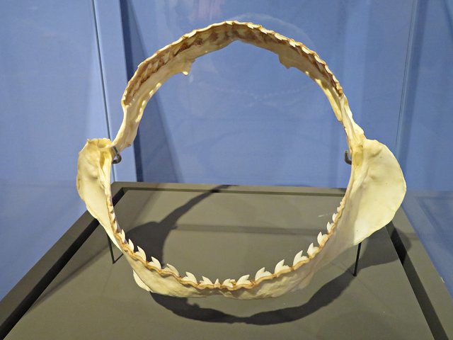 Kiefer eines Tigerhaies | Foto: Brigitte Melder