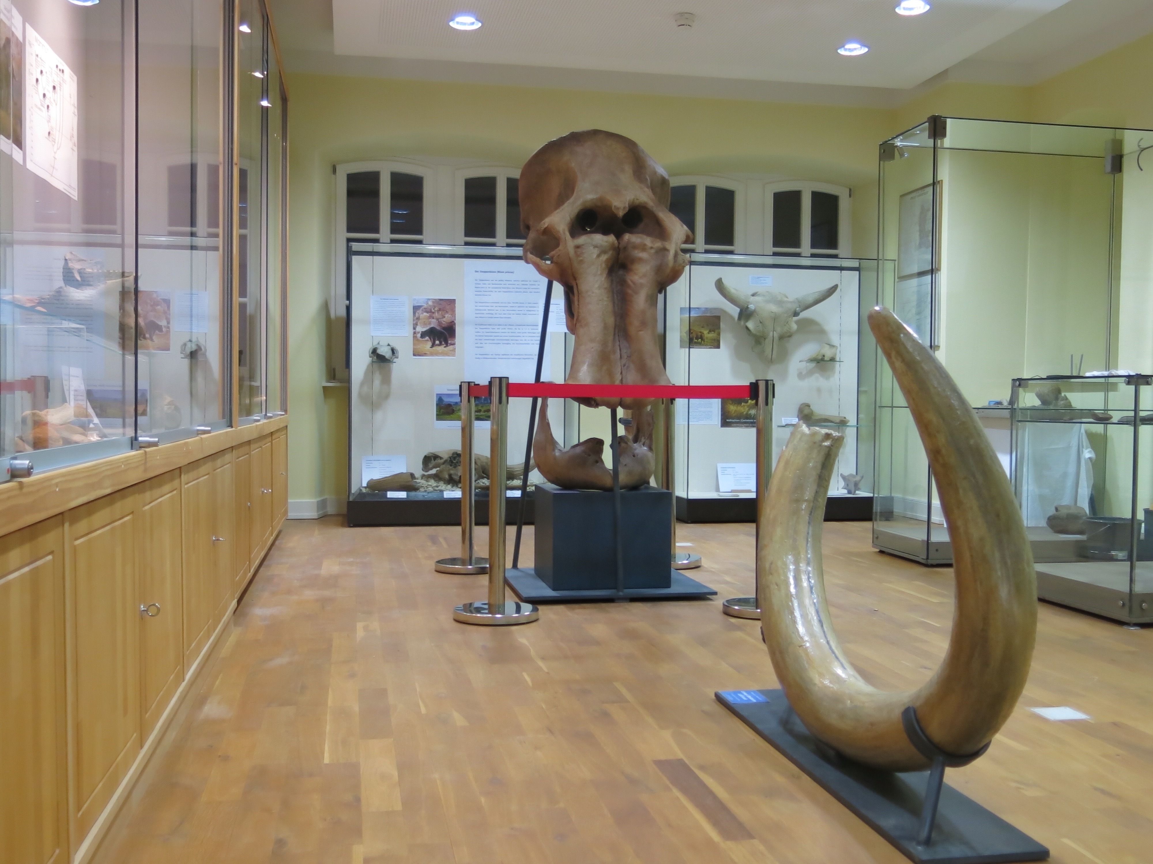 Noch bis vor rund 10.000 Jahren, als die jüngste Kaltzeit endete, lebten Mammuts, Höhlenbären und andere, heute fantastisch anmutente Tiere, auch im Leiningerland.