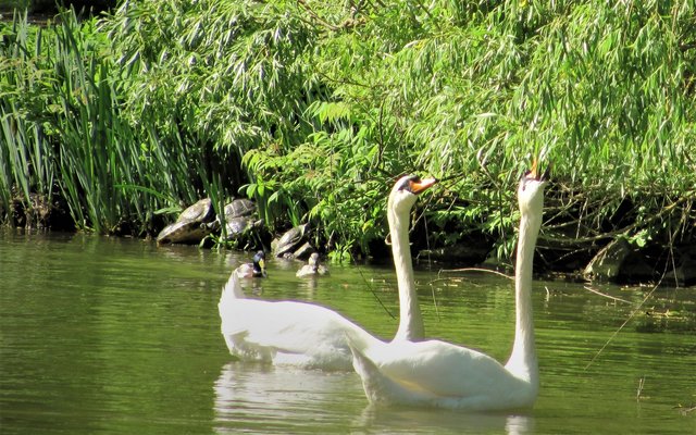 Volkspark Kaiserslautern ein Kleinod für Mensch und Tier