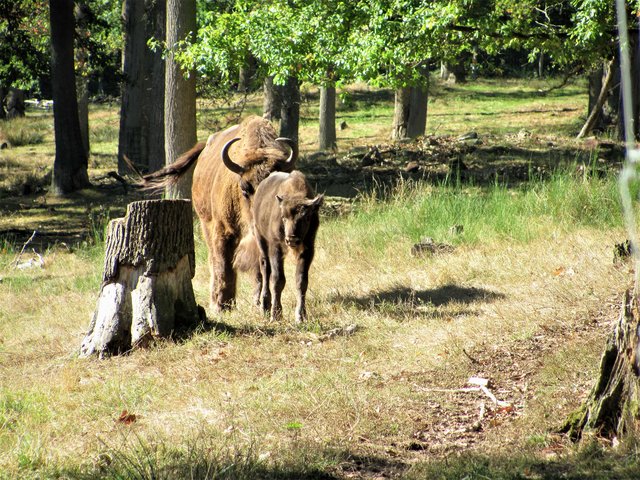 Nachwuchs im Wildpark