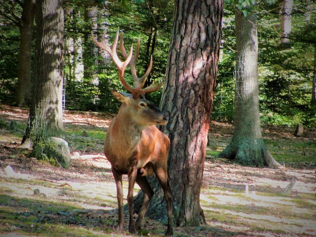 Liebestoller König des Waldes