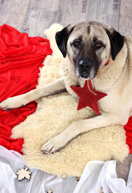 Tierische Weihnachten Foto: ps