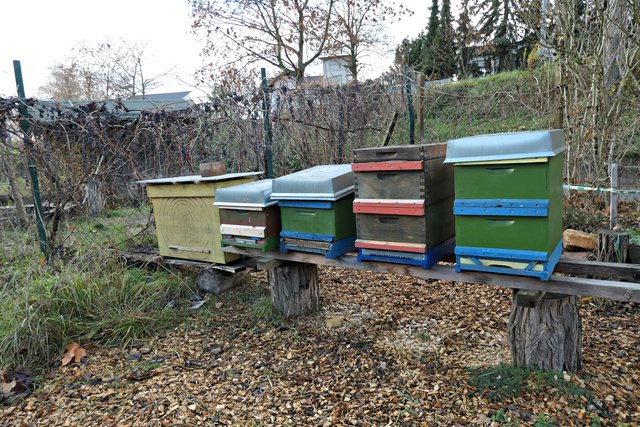 Die Bienenstöcke | Foto: Brigitte Melder