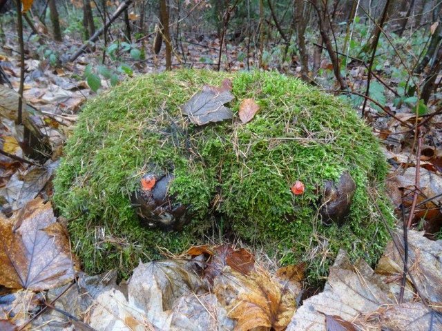 Foto: O. Bernstengel