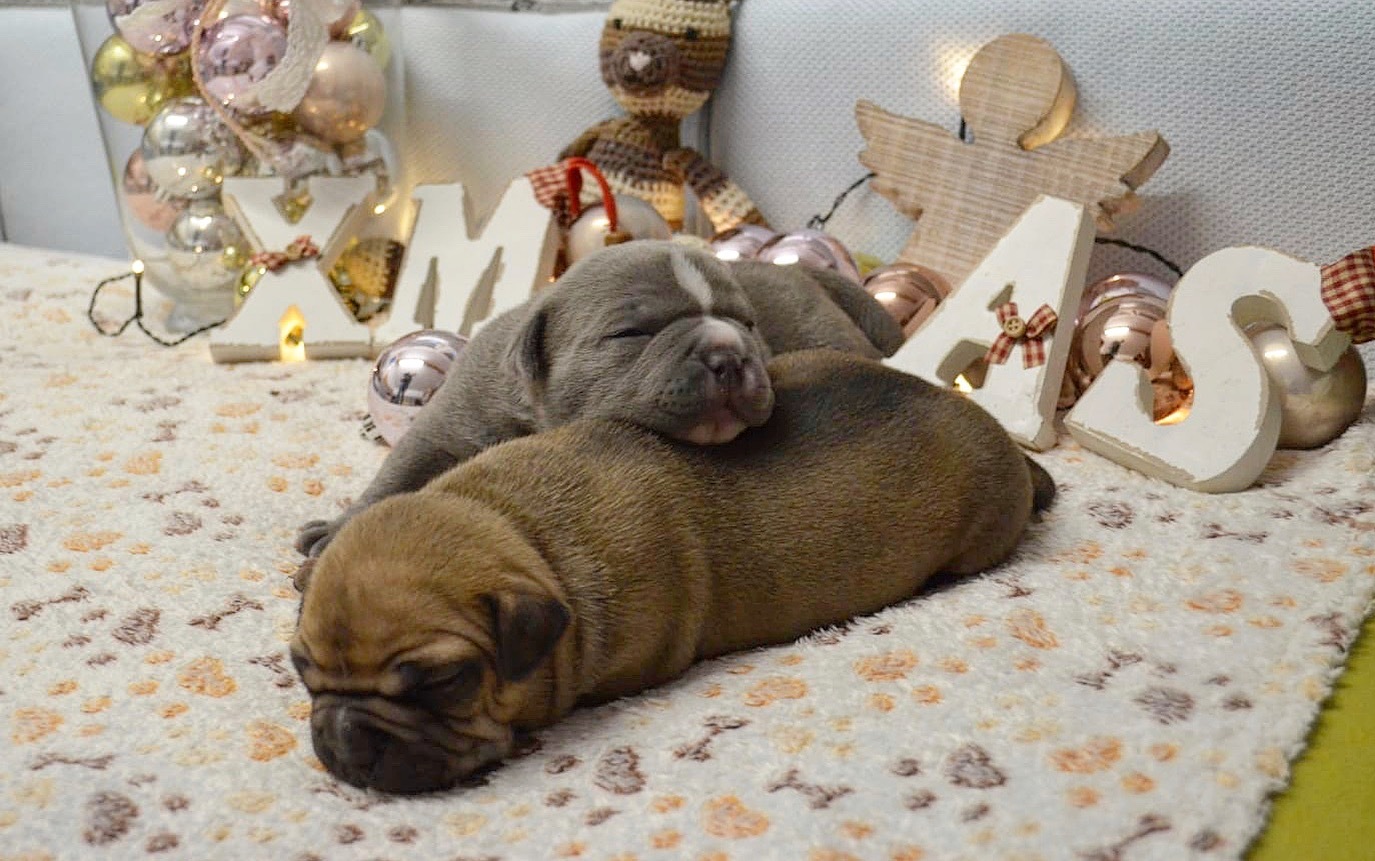 Zeigen Sie uns, wie sehr Ihre Haustiere gerade in der Weihnachtszeit Teil der Familie sind.