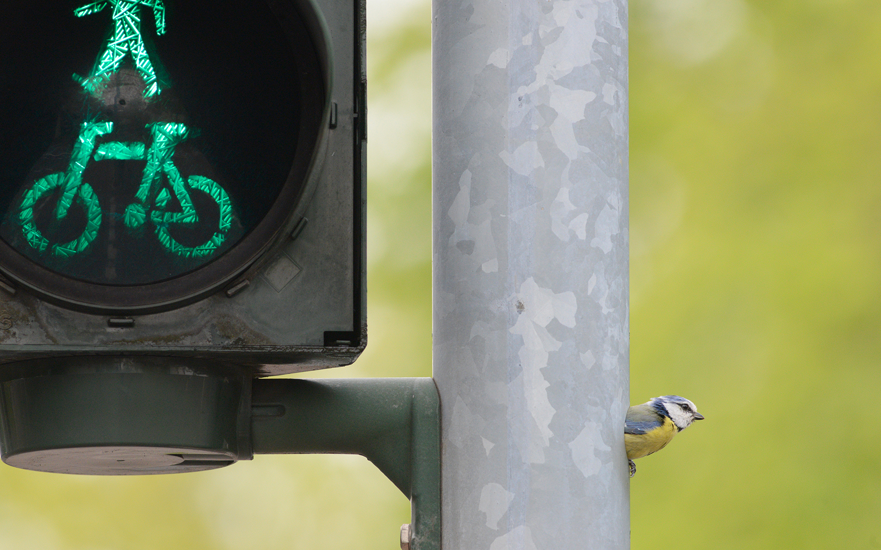Ampelmeise