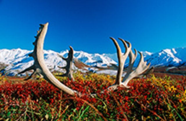 Karibougeweih in der Tundra - Denali Nationalpark | Foto: Thomas Sbampato