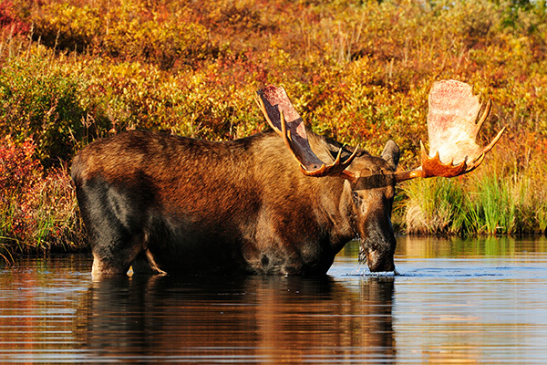 Elch frisst Gräser im Biberteich - Denali Nationalpark