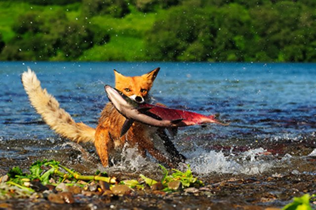 Rotfuchs fängt Lachse - Katmai Nationalpark | Foto: Thomas Sbampato