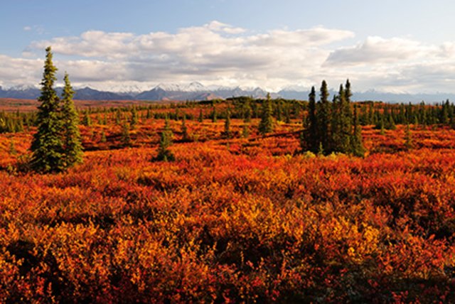 Farbige Herbsttundra mit der Alaska Range im Hintergrund | Foto: Thomas Sbampato