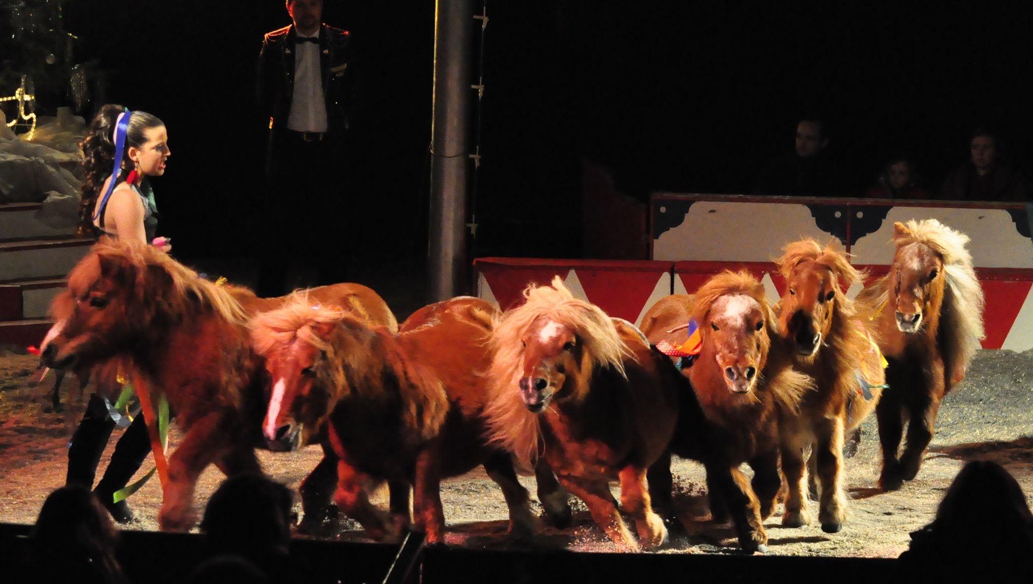 Pony Verlosung Pony Verlosung