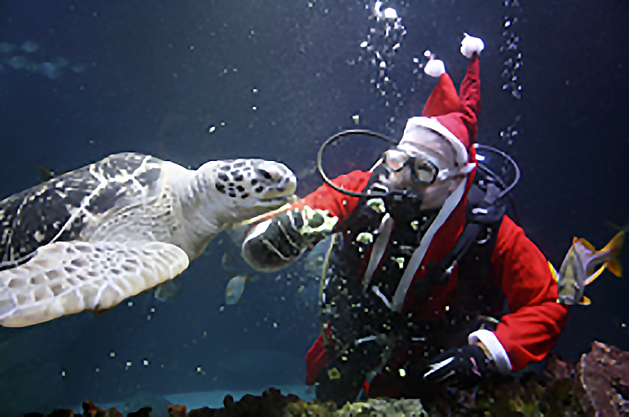 Der Weihnachtsmann füttert Marty die Meeresschildkröte