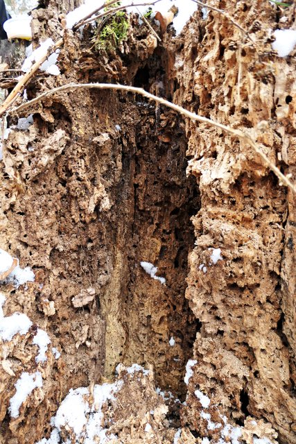 Da ist nichts mehr zu retten | Foto: Brigitte Melder