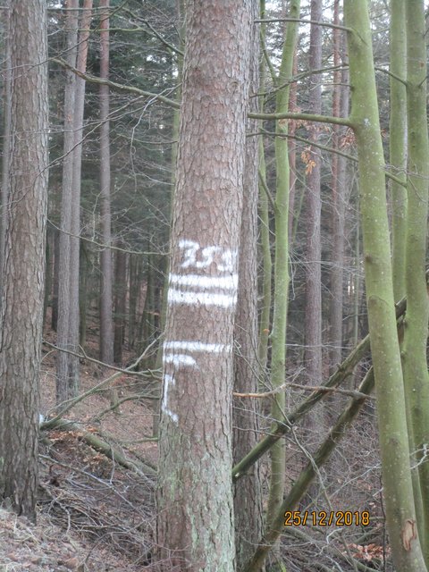 Foto: I. Schüler