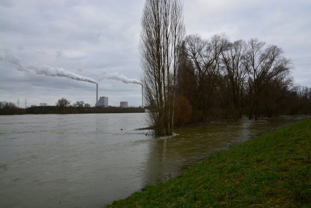 23.01.2018, Schalleckdeich in Maximiliansau, Pegelstand ca. 850 cm | Foto: A. Abt