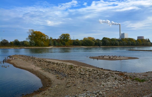 23.10.2018, Rhein bei Maximiliansau, Pegelstand um 320 cm | Foto: A. Abt