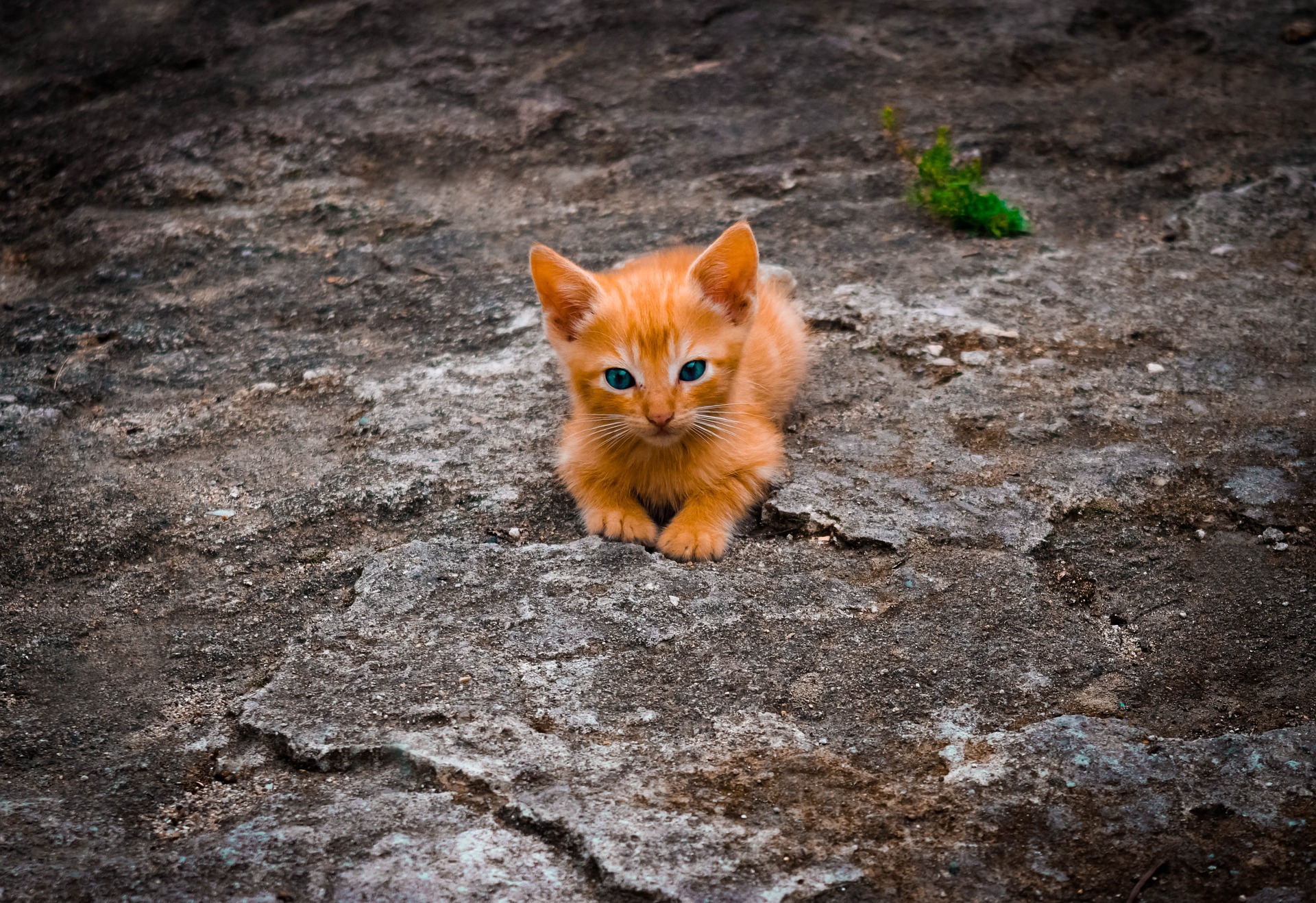 Von Interesse für die Tierschützer sind auch verwilderte Katzen, für die sich noch niemand einsetzt. Auch diese sollten dem Tierschutzverein unbedingt gemeldet werden.