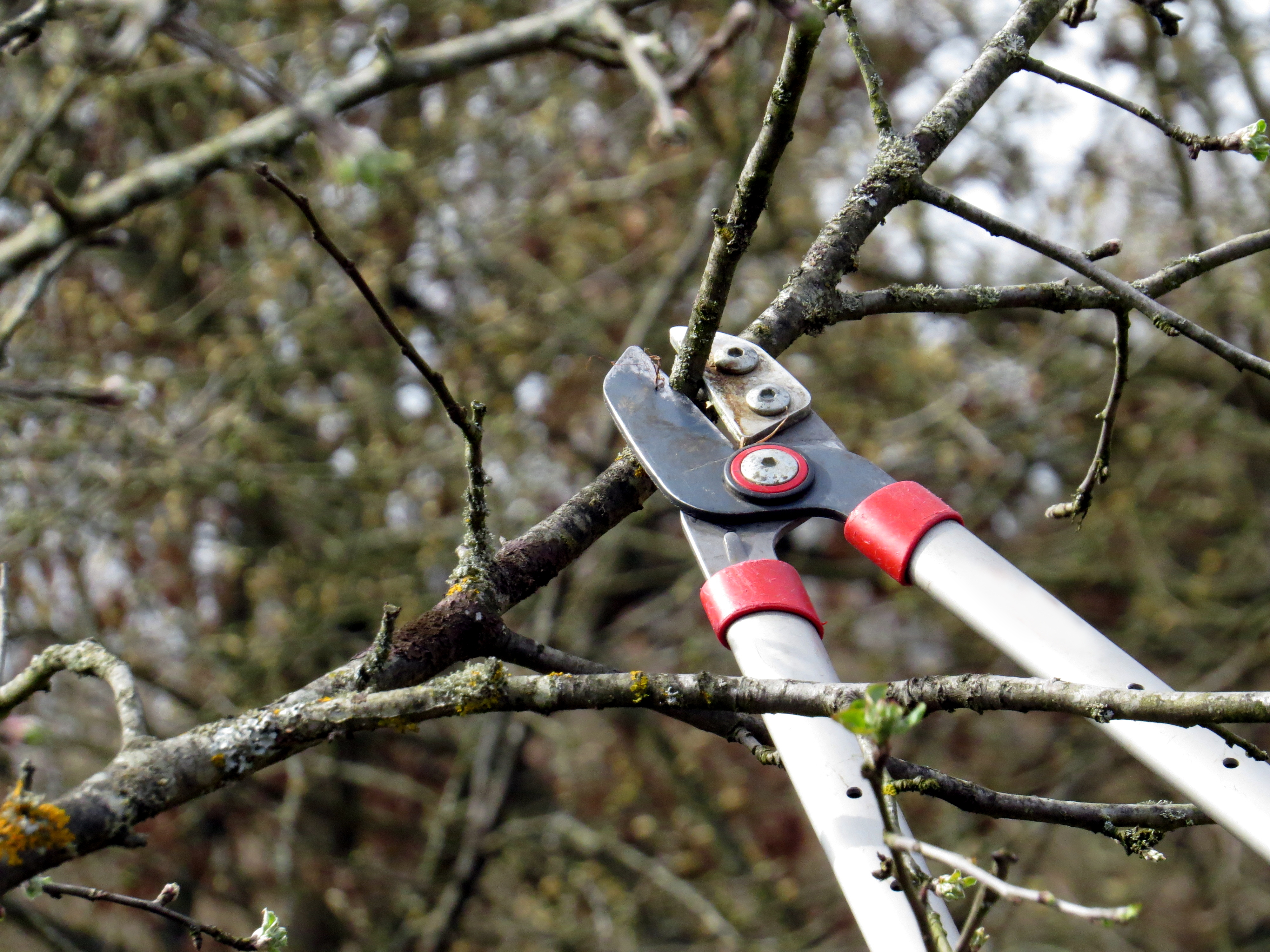 Durch einen Schnitt im Winter erhöht sich der Wachstumseffekt der Obstbäume im Frühjahr Foto: Felix Ackermann / ps