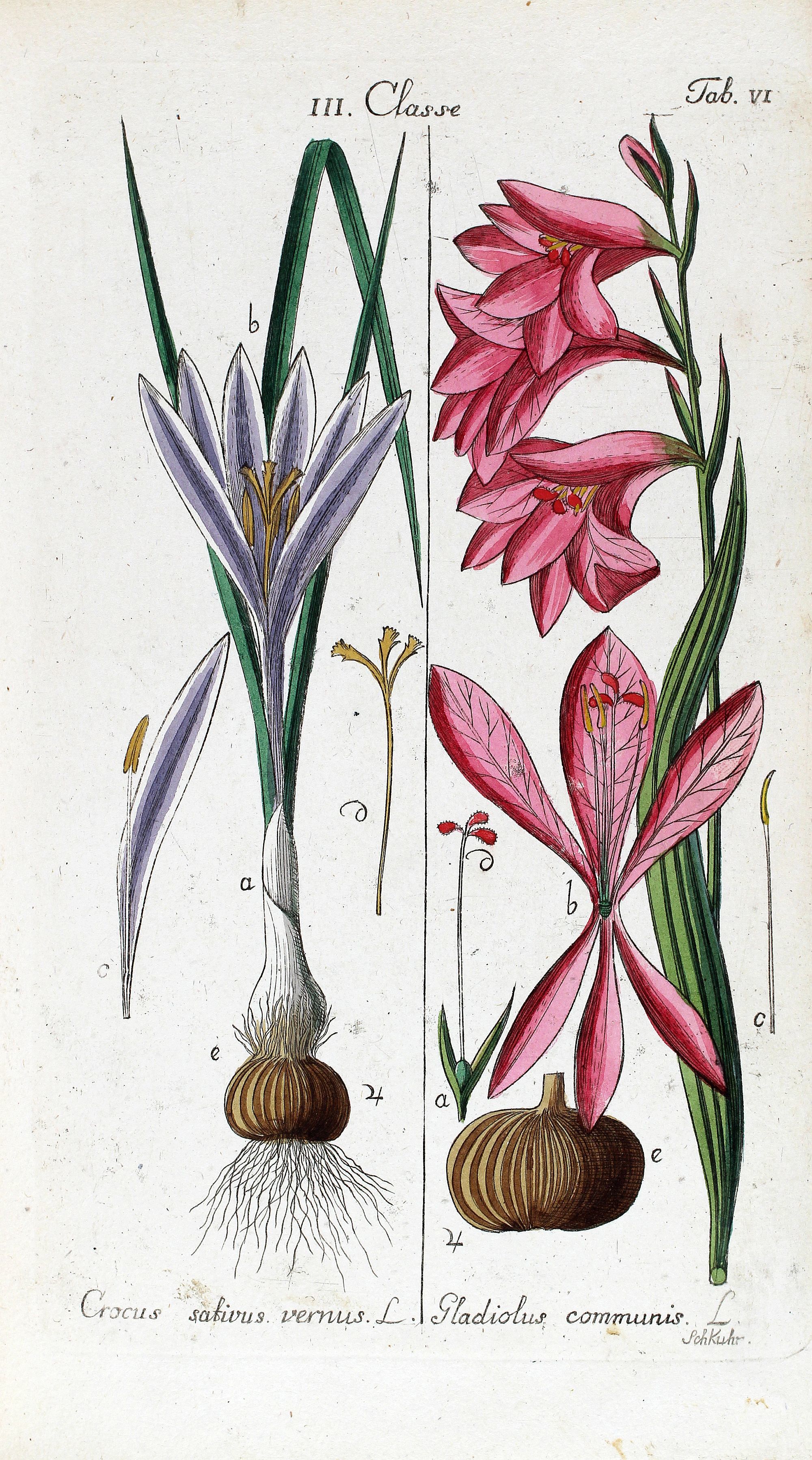 Krokus (Crocus salivus), Gladiole (Gladiolus communis), Kupfertafel von Christian Schkuhr, 1808
