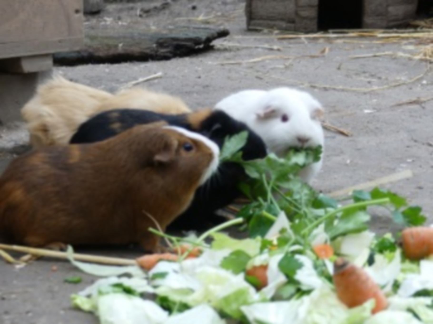 Nachdem inzwischen sechs Meerschweinchen die Station verlassen haben, warten jetzt noch 15 der niedlichen kleinen Nager auf ein neues Zuhause.