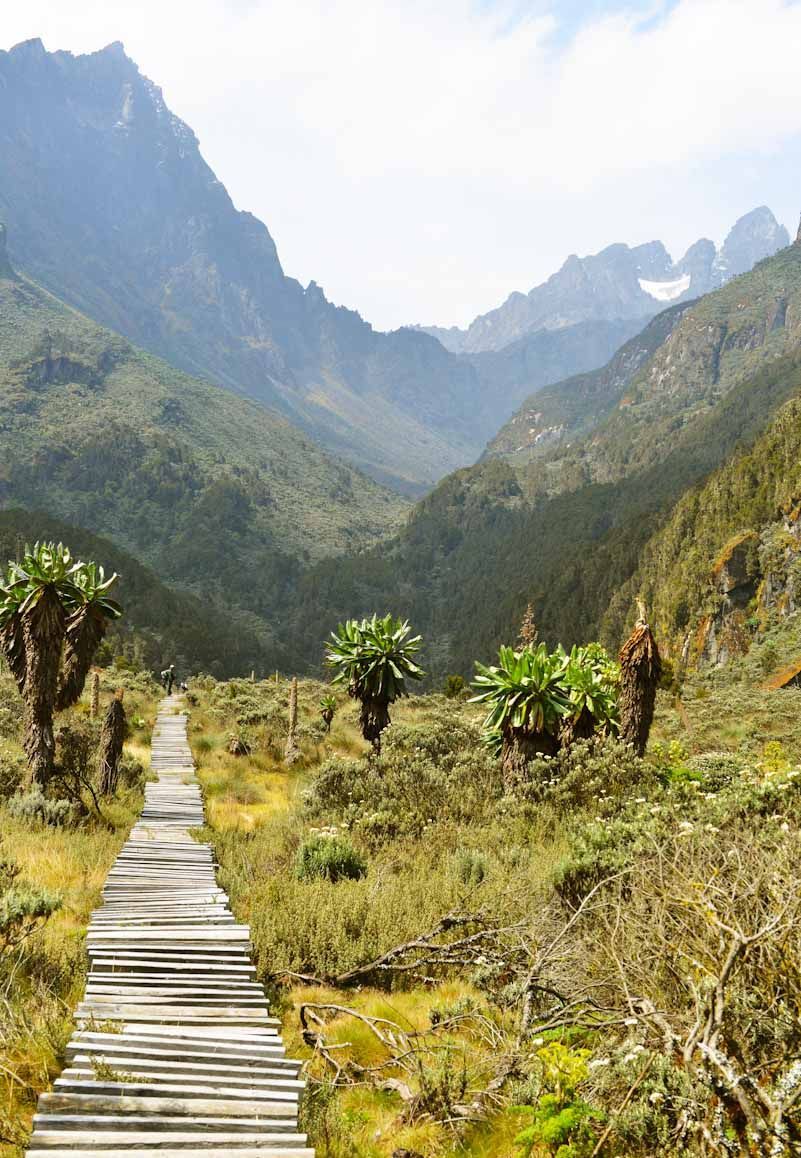 Uganda ist ein vielfältiges Land: Eine vielfältige Bergflora finden Bergsteiger zum Beispiel im Rwenzori Mountains Nationalpark.