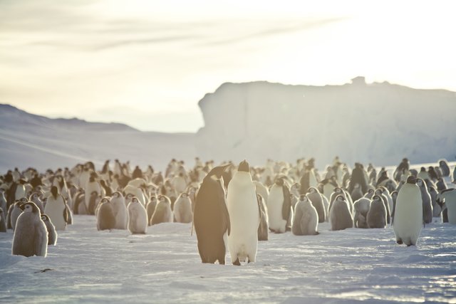 Kaiserpinguine | Foto: Alfred-Wegener-Institut / Thomas Steuer