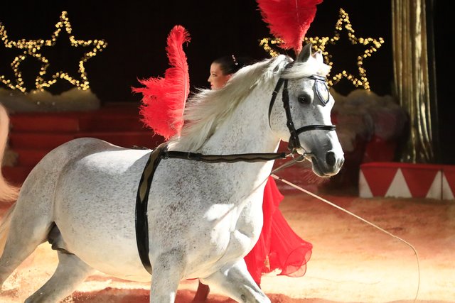 Ann-Kathrin Brossert dressierte vier weiße Schimmel (Copyright: Holger Holzhauer/Landauer Weihnachtscircus).