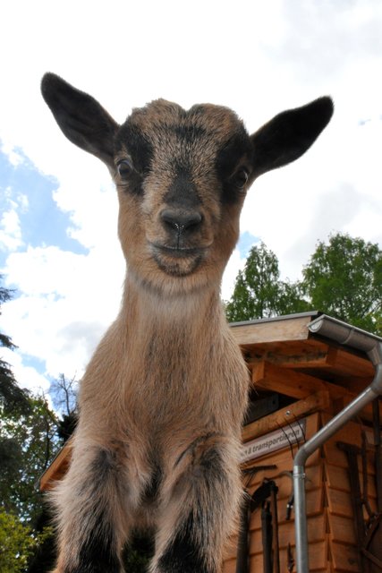 Auch der Zoo Landau kann mit dem Familienpass vergünstigt besucht werden.