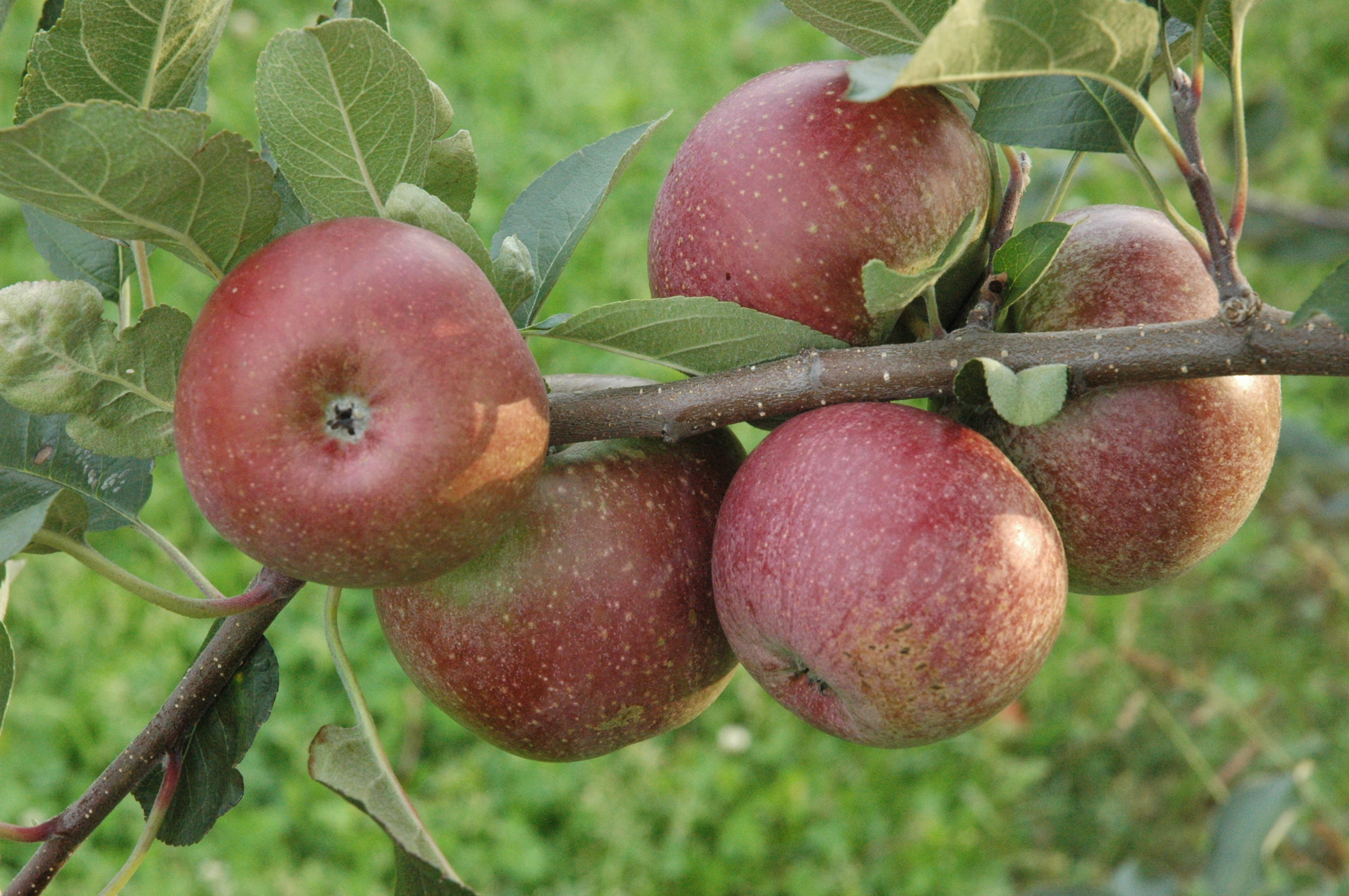 Der Modeleisenapfel zeigt schon früh die typische rote Färbung, wird aber erst spät im Herbst geerntet.