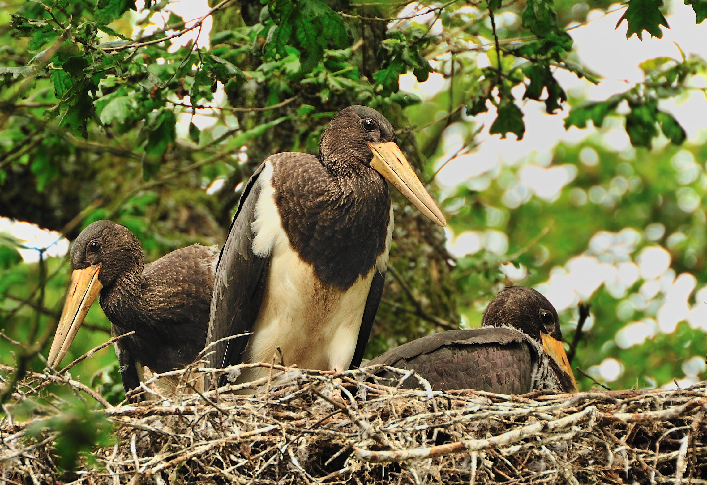 Junge Schwarzstörche kurz vor dem Ausfliegen im Nest.