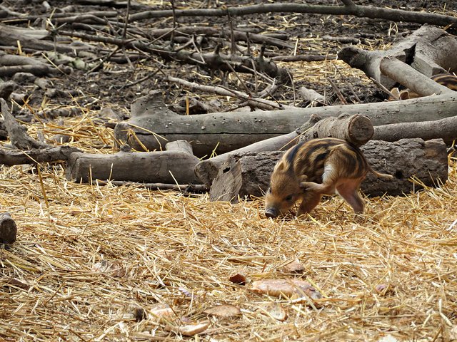 Einmal kurz hinterm Ohr kratzen | Foto: Brigitte Melder