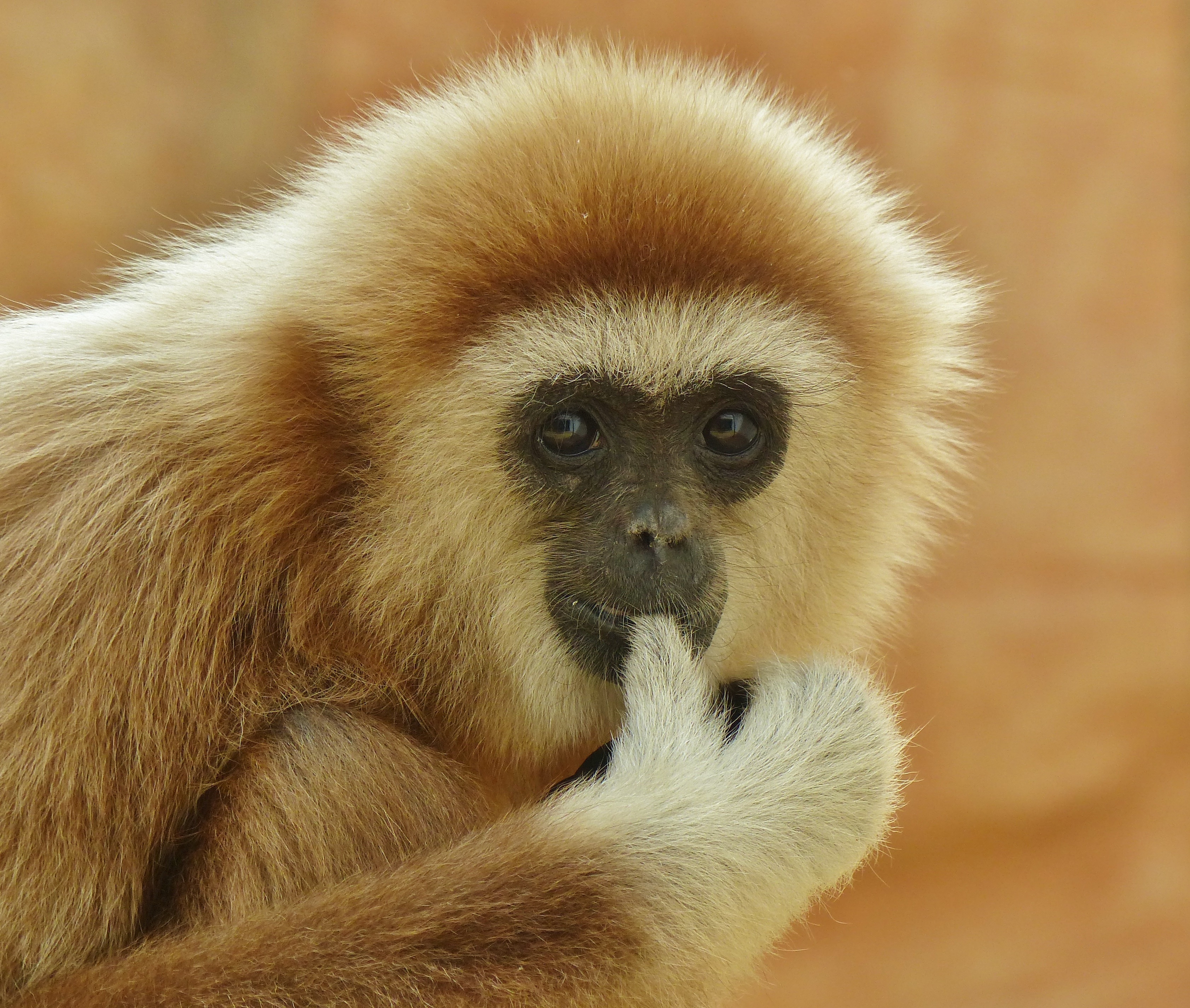 Weißhandgibbon "Pepper" im Zoo Landau.
