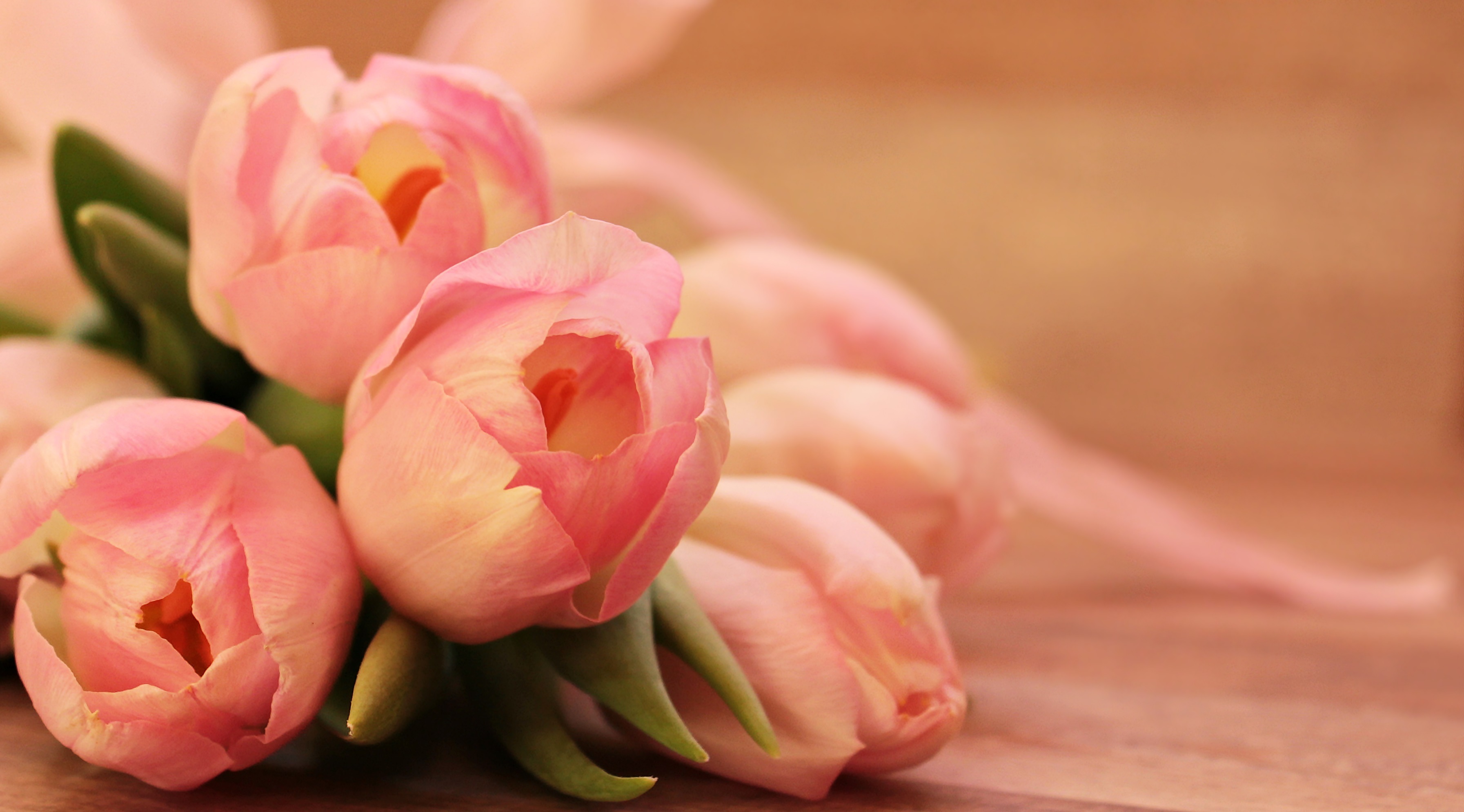 Tulpen eignen sich aus umweltfreundlicher Sicht besser als Geschenk.