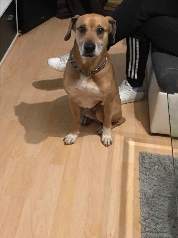 Otto, ein acht Jahre alter Boxer-Mix-Rüde