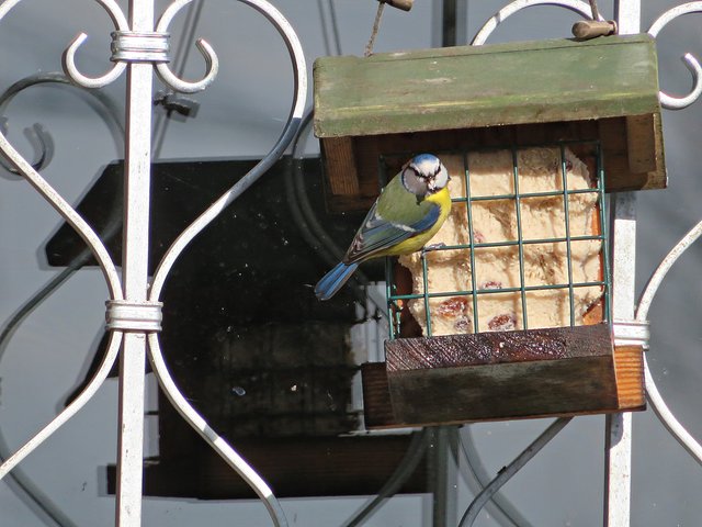 Auch Meisen finden hier immer Futter | Foto: Brigitte Melder