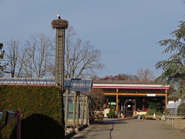 Storch im Gartenzentrum Schwabengütle | Foto: Brigitte Melder