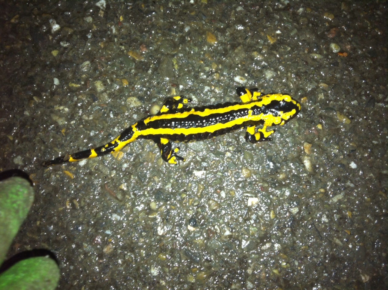 Nächtlicher Wanderer: der Feuersalamander