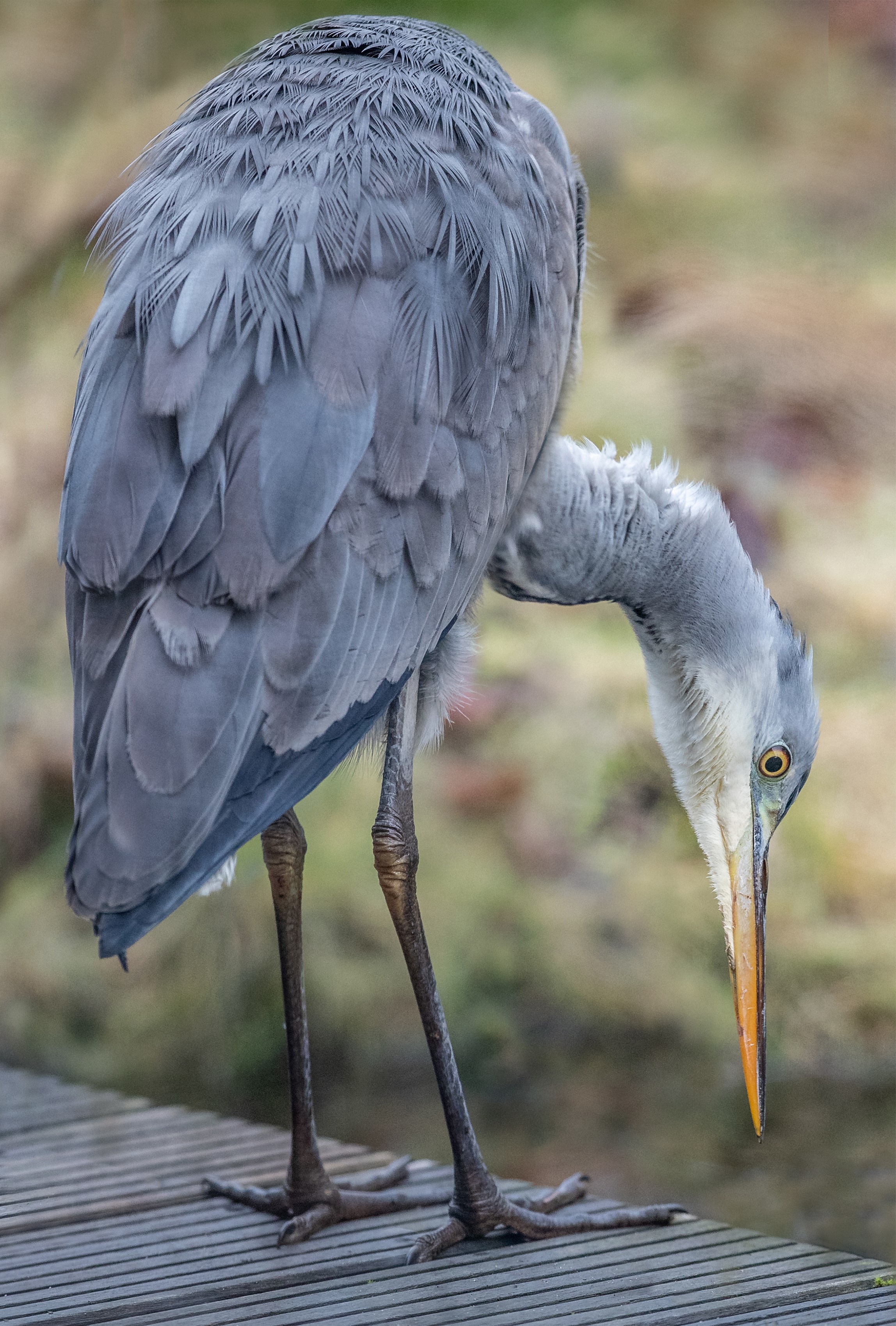 Tiermotiv von Annelie Henn