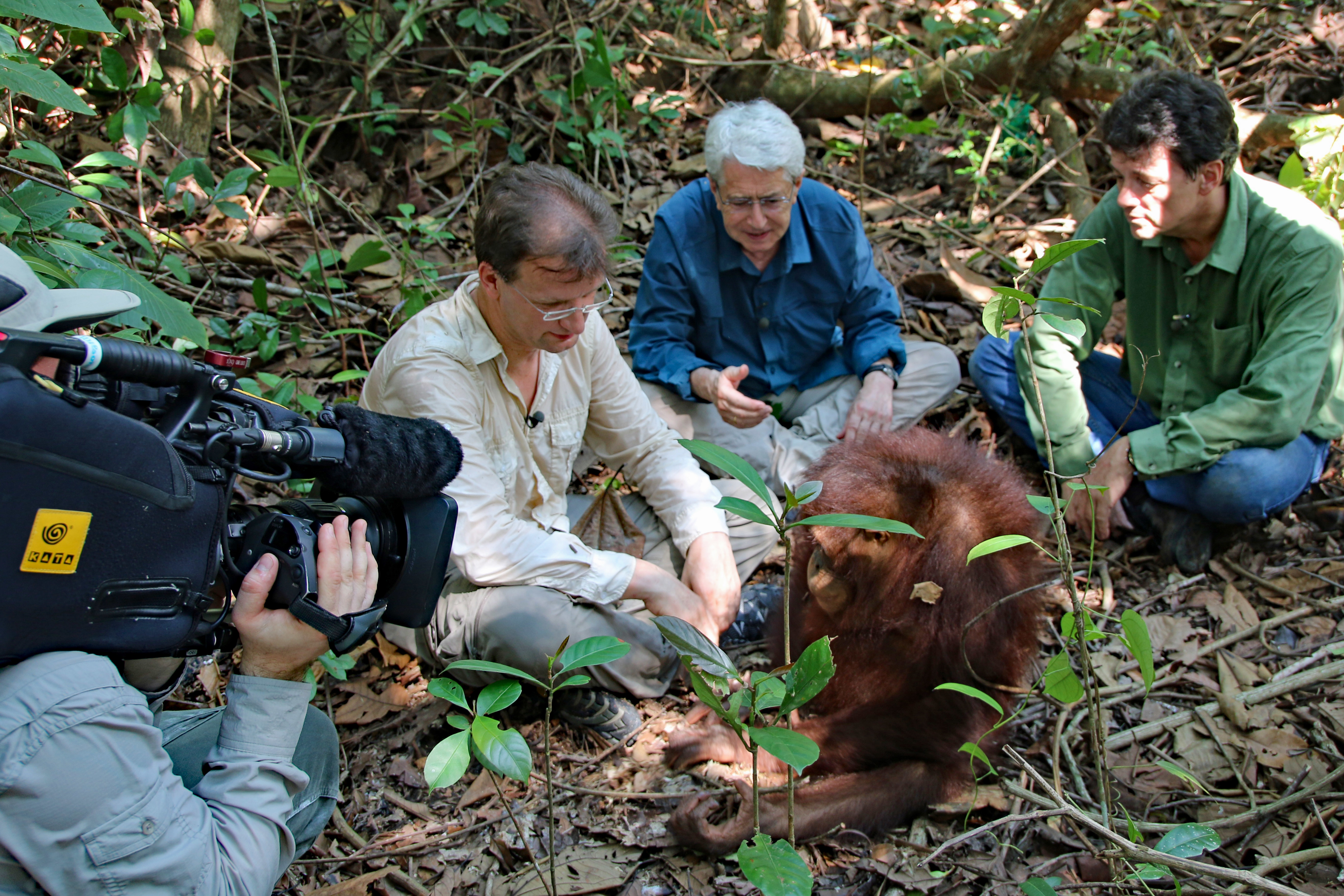 Bei den Dreharbeiten zu der Artenschutzdoku "Elstners Reisen" konnte sich auch Zoodirektor Dr. Matthias Reinschmidt zusammen mit Fernsehmoderator Frank Elstner bei Willie Smits in Borneo ein Bild von der Arbeit vor Ort machen.