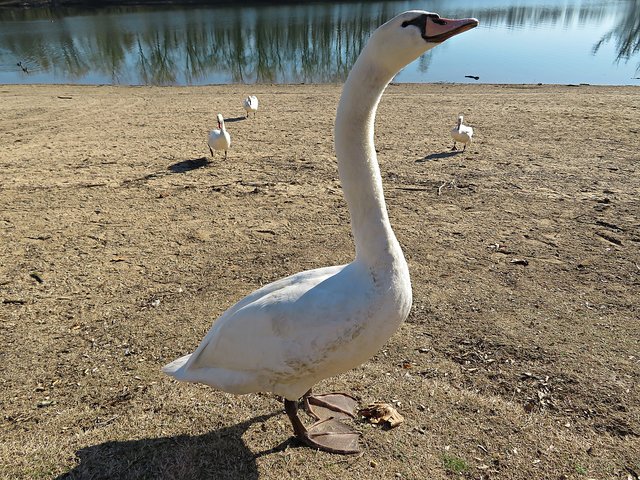 Mein lieber Schwan - Jetzt gibts was zu futtern | Foto: Brigitte Melder